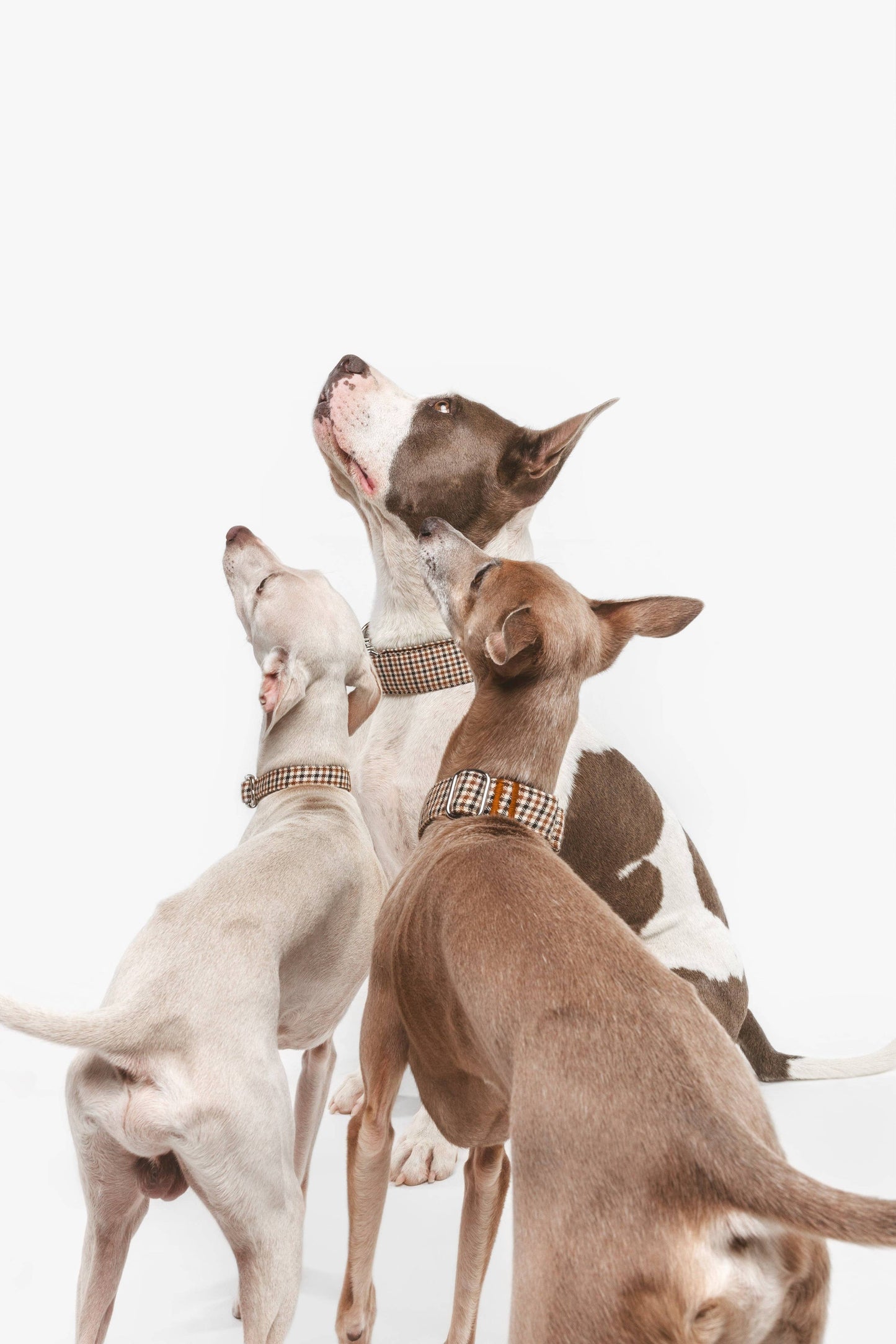 Click Romeo necklace: Size XS