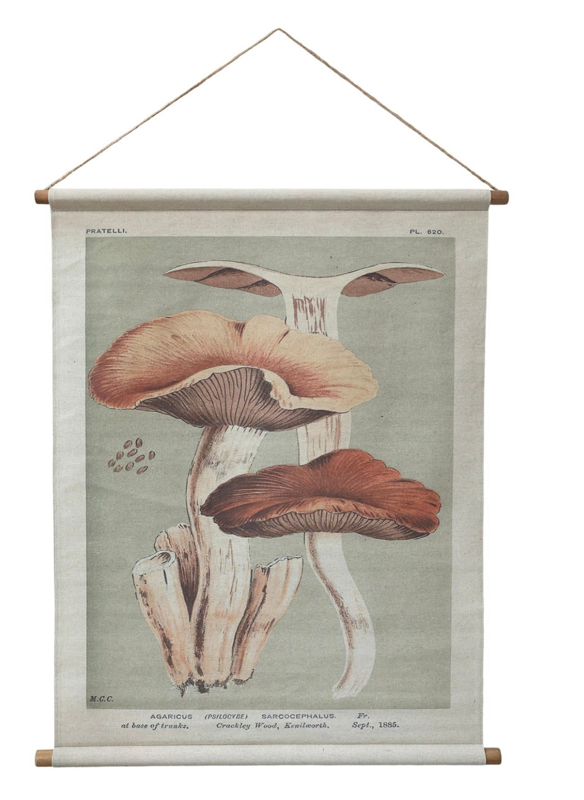 Canvas hanging - Mushroom