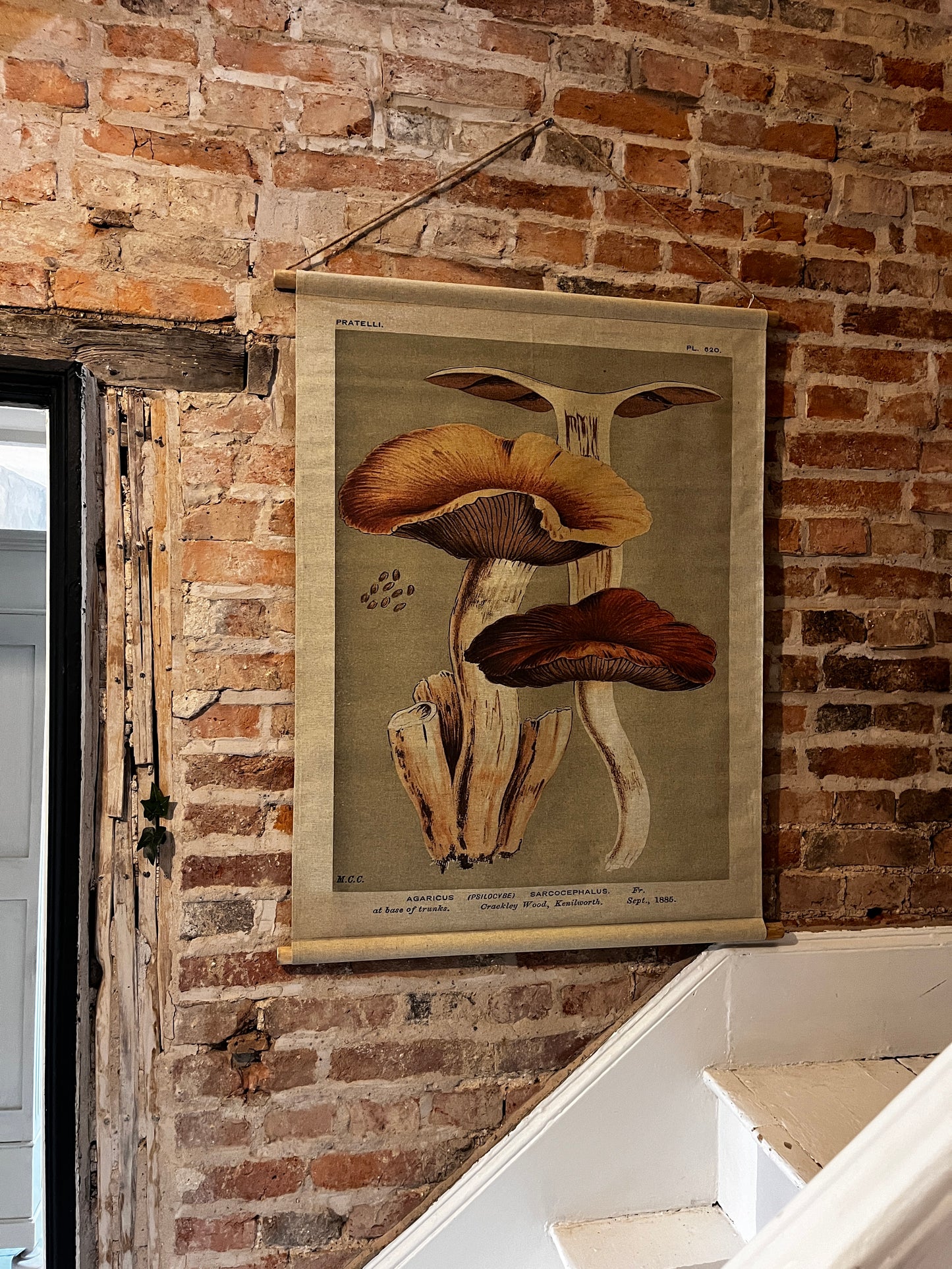 Canvas hanging - Mushroom