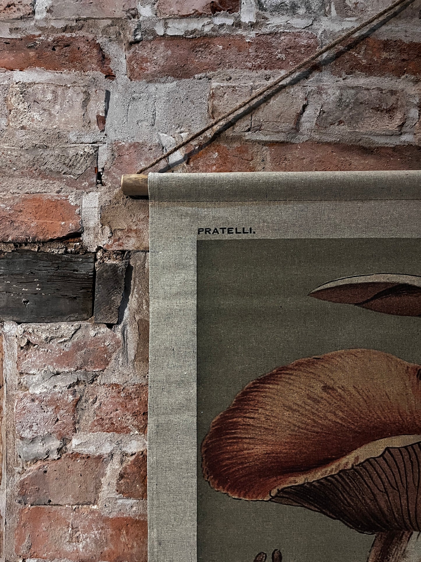 Canvas hanging - Mushroom